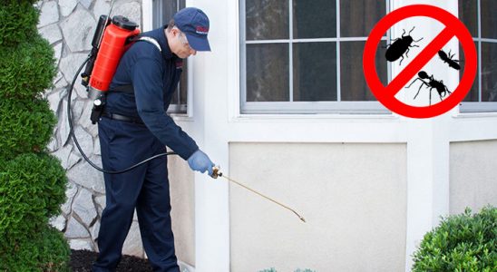 Bulanık Kene İlaçlama böcek ilaçlama ve haşere kontrolü — ilaclama-tr.com